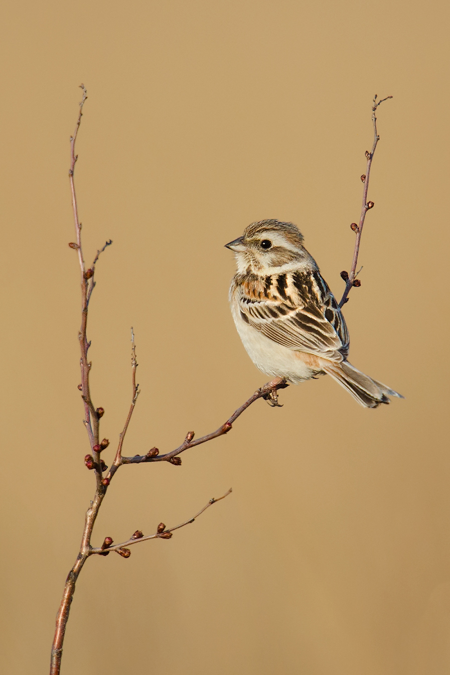 Jankowski's Bunting