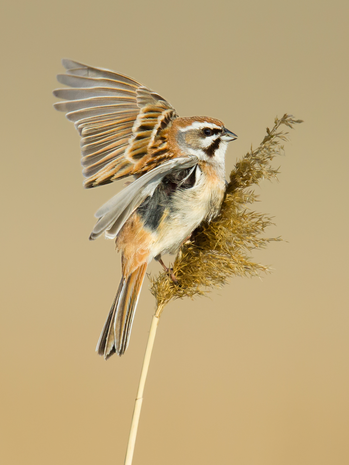 Jankowski's Bunting