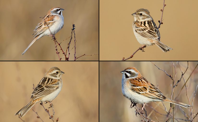 Jankowski's Bunting, Tumuji, Inner Mongolia, 3 May 2013. (Craig Brelsford)