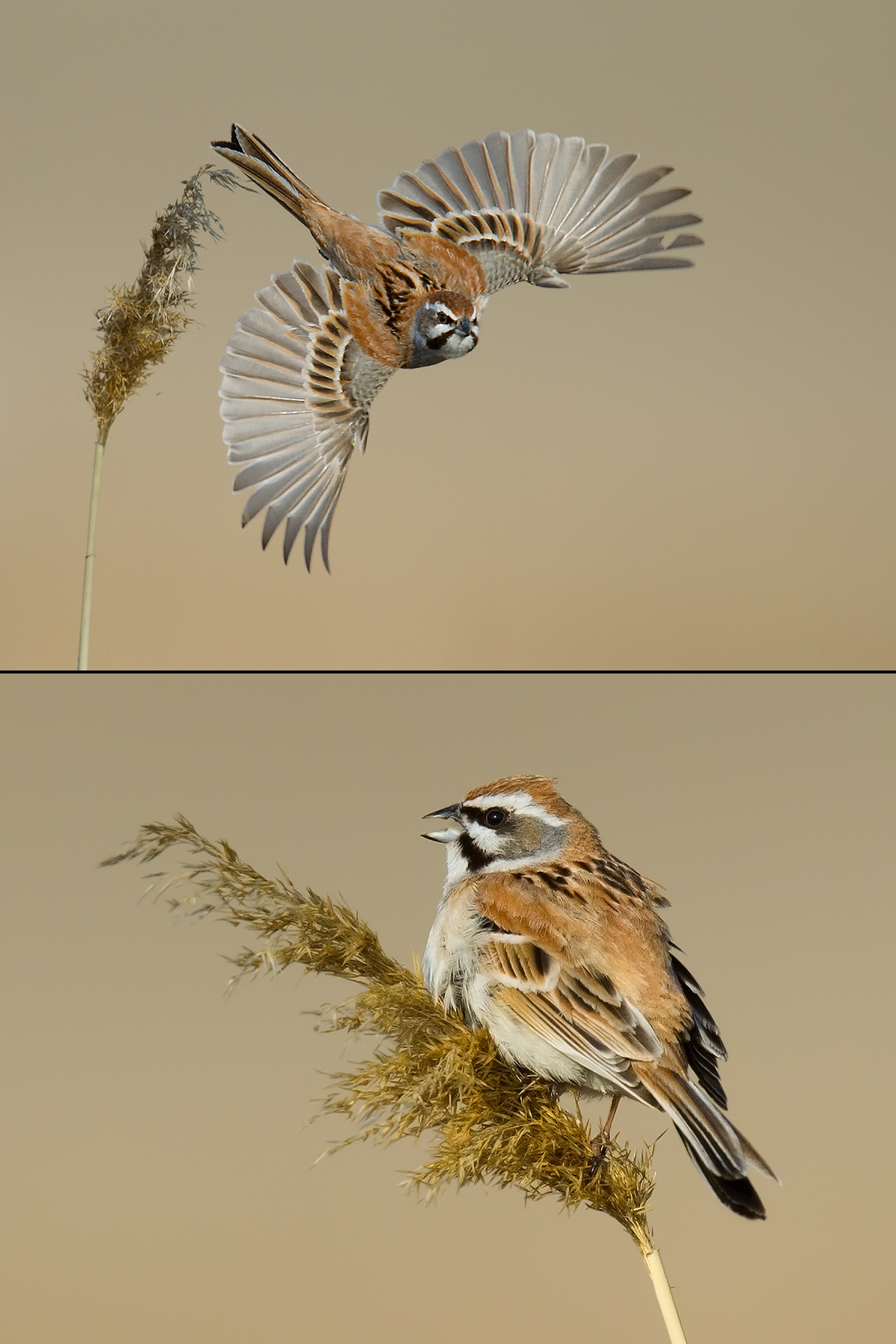 Jankowski's Bunting