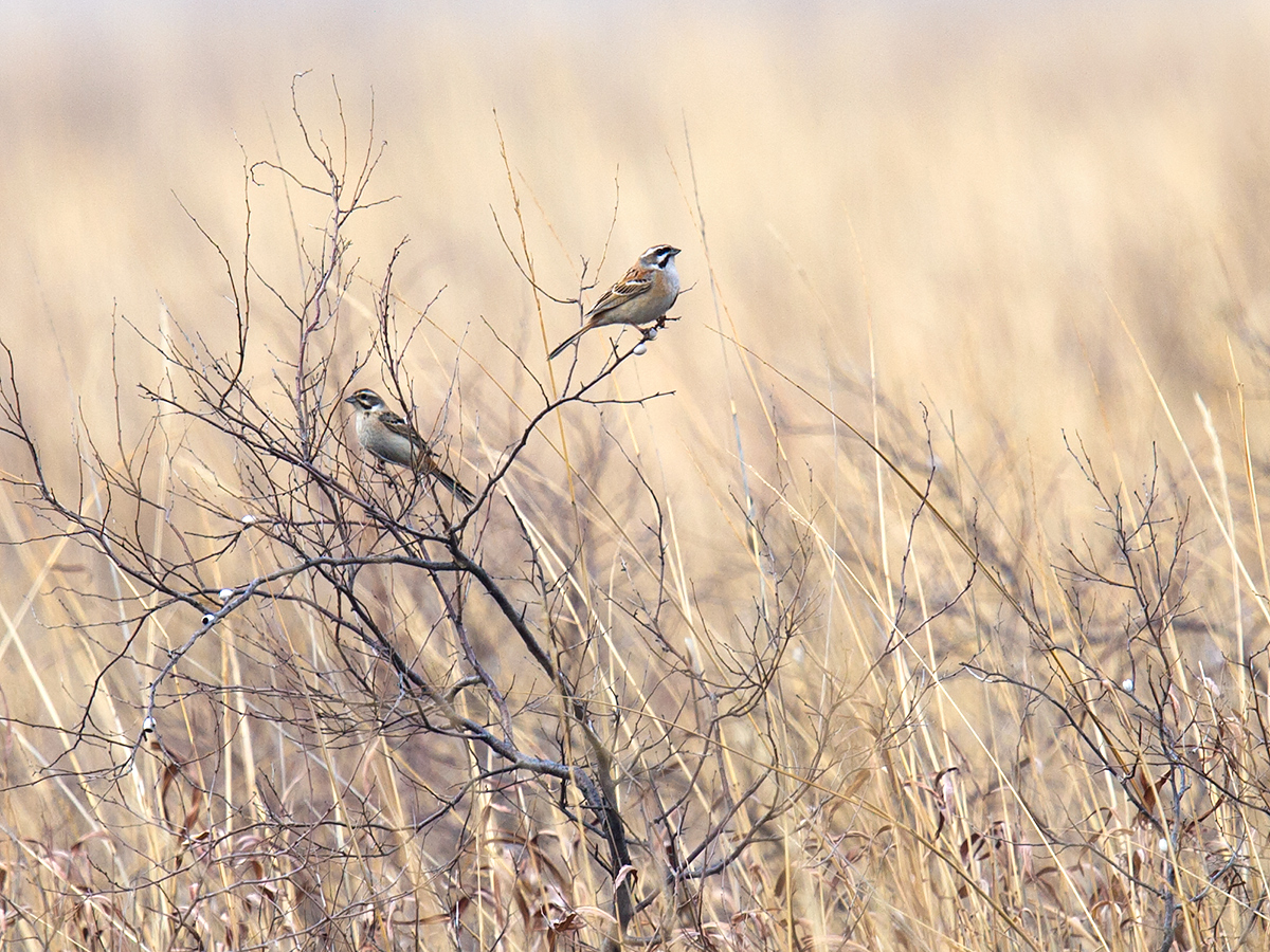 Jankowski's Bunting