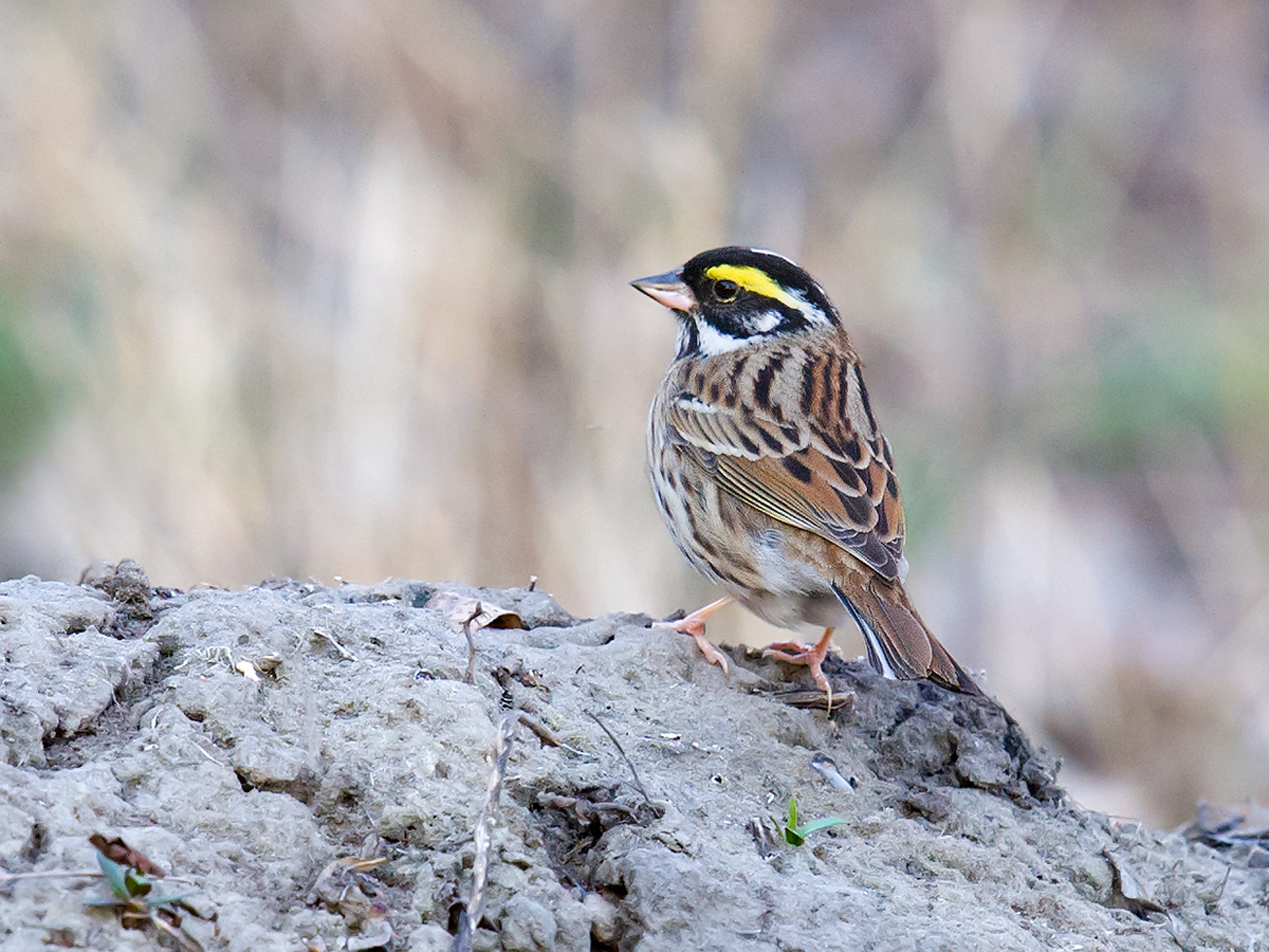 bunting