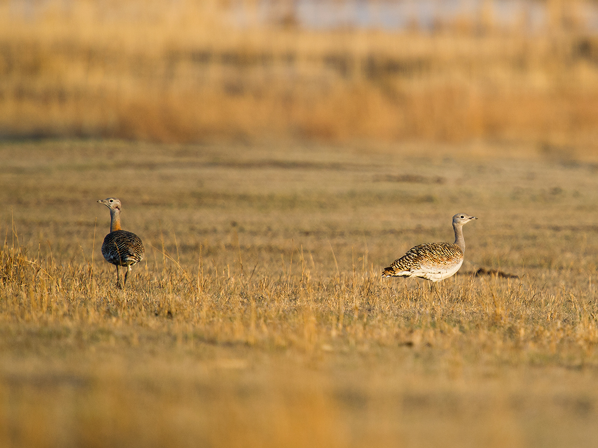 Great Bustard