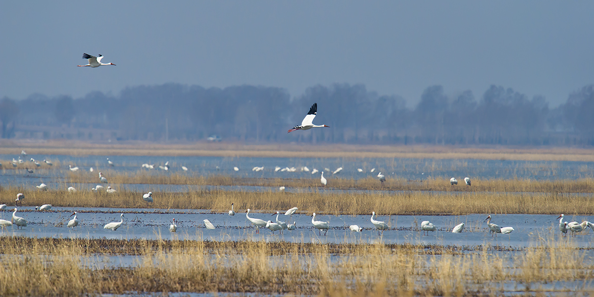 Siberian Crane