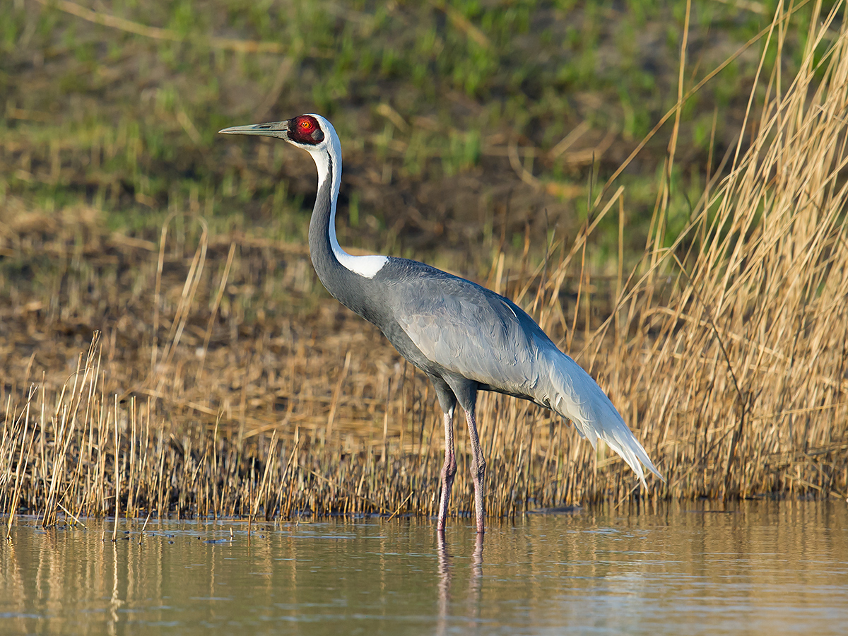 White-naped Crane