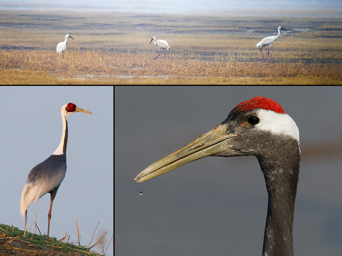 Cranes