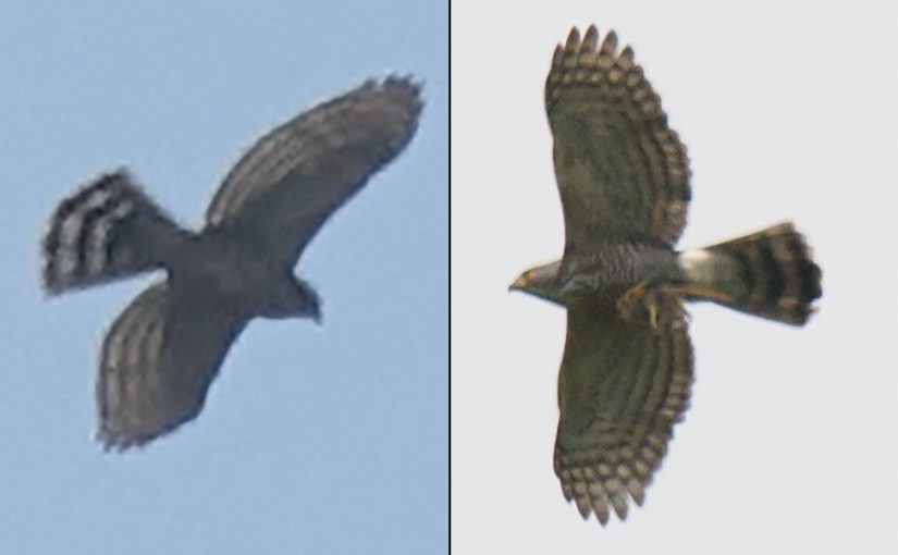 Crested Goshawk. L: 26 Nov. 2017, Century Park, Shanghai (Li Qiu). R: 30 April 2015, Emeifeng, Fujian (Craig Brelsford).