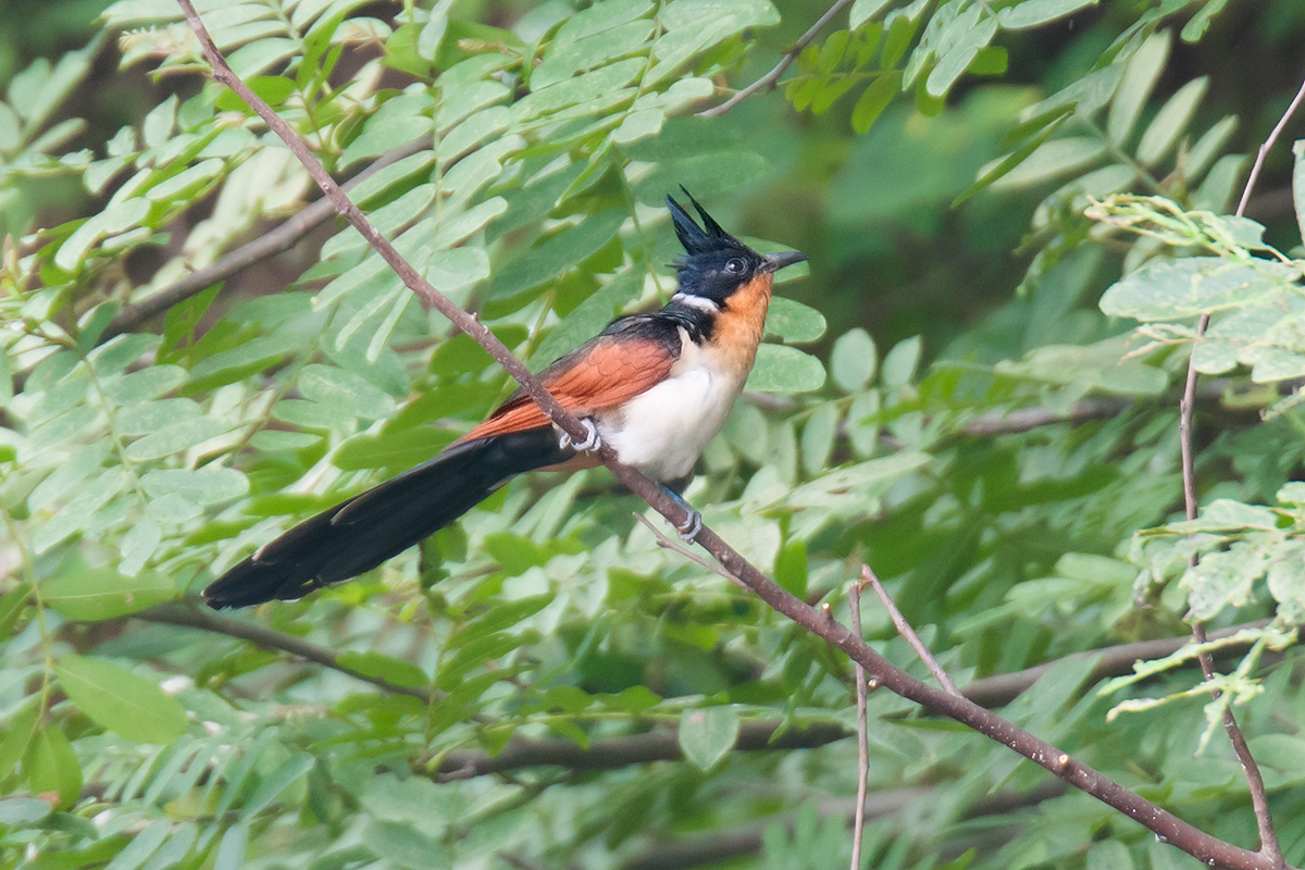 Chestnut-winged Cuckoo