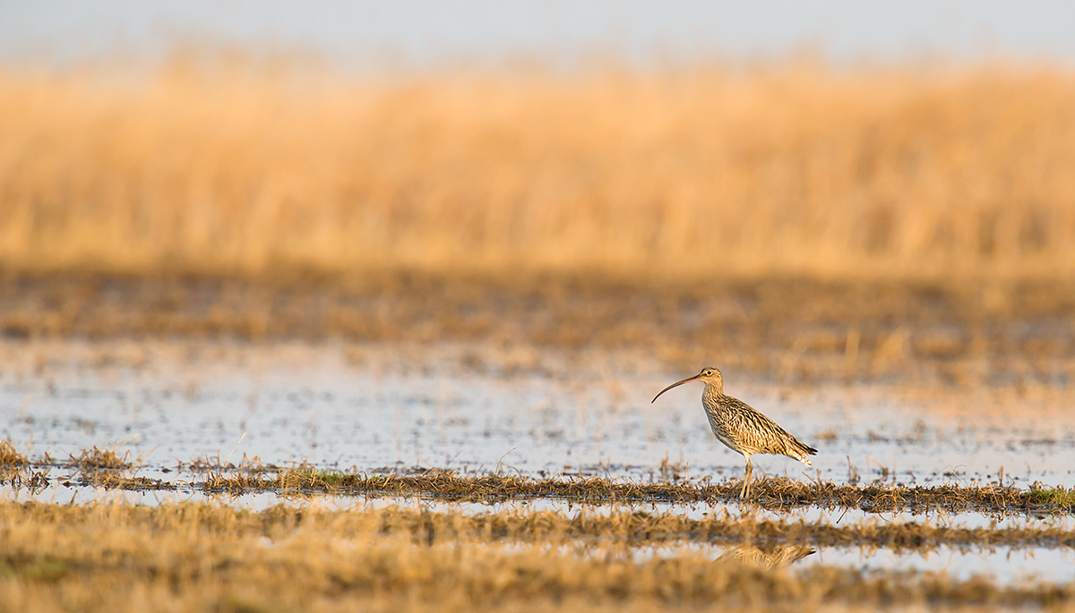 Eurasian Curlew