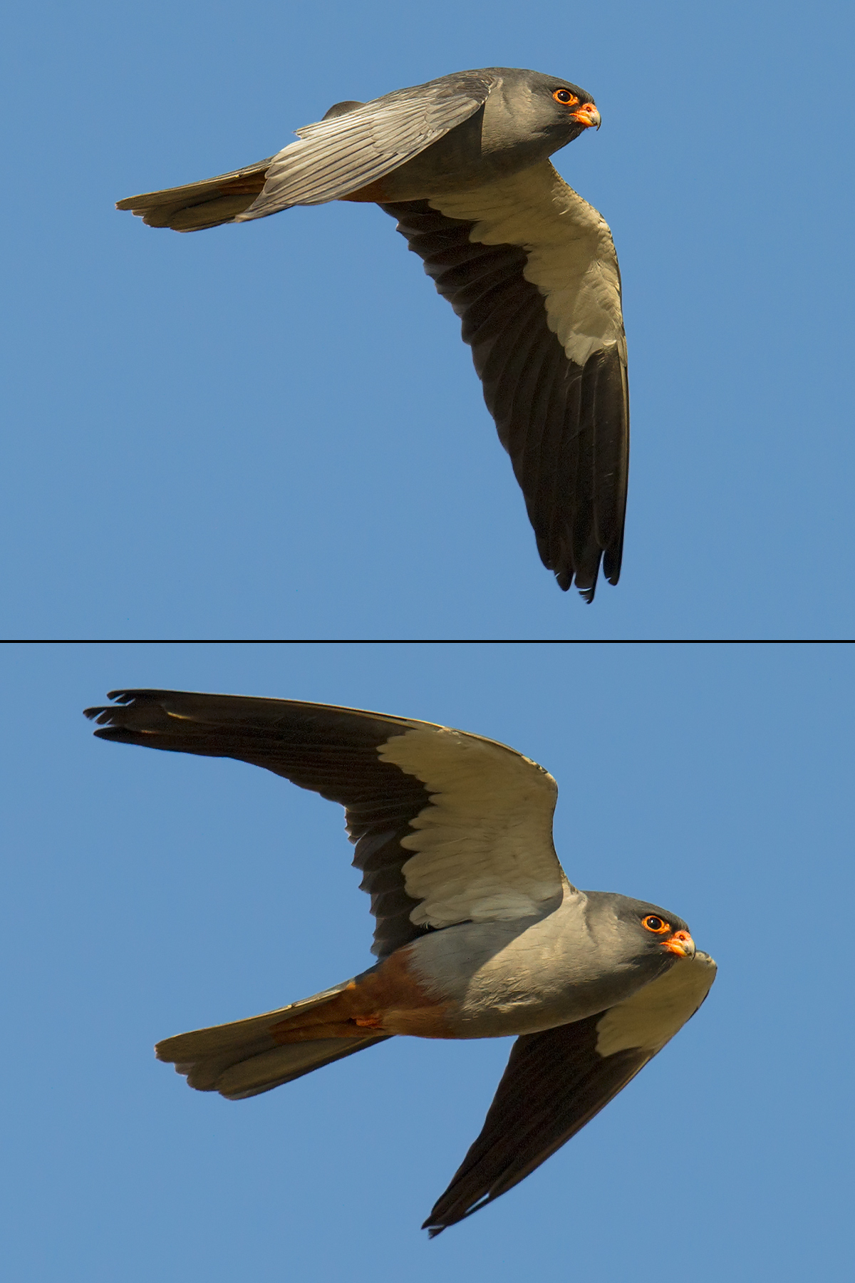 Amur Falcon