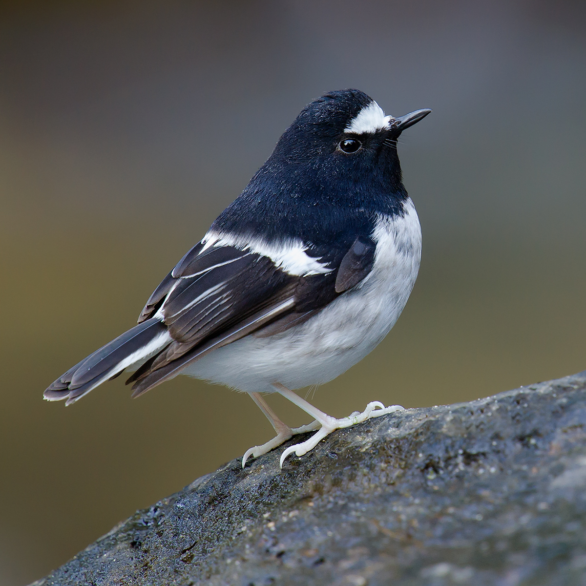 Little Forktail, Nabang, Yunnan, China, 30 Jan. 2014. (Craig Brelsford)