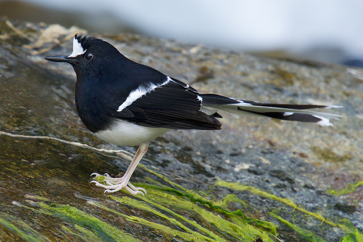 White-crowned Forktail, Nabang, Yunnan, China, 30 Jan. 2014. (Craig Brelsford)