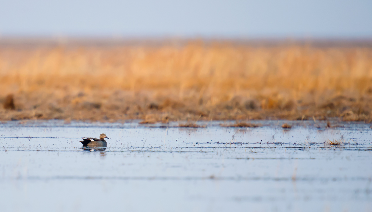 Gadwall