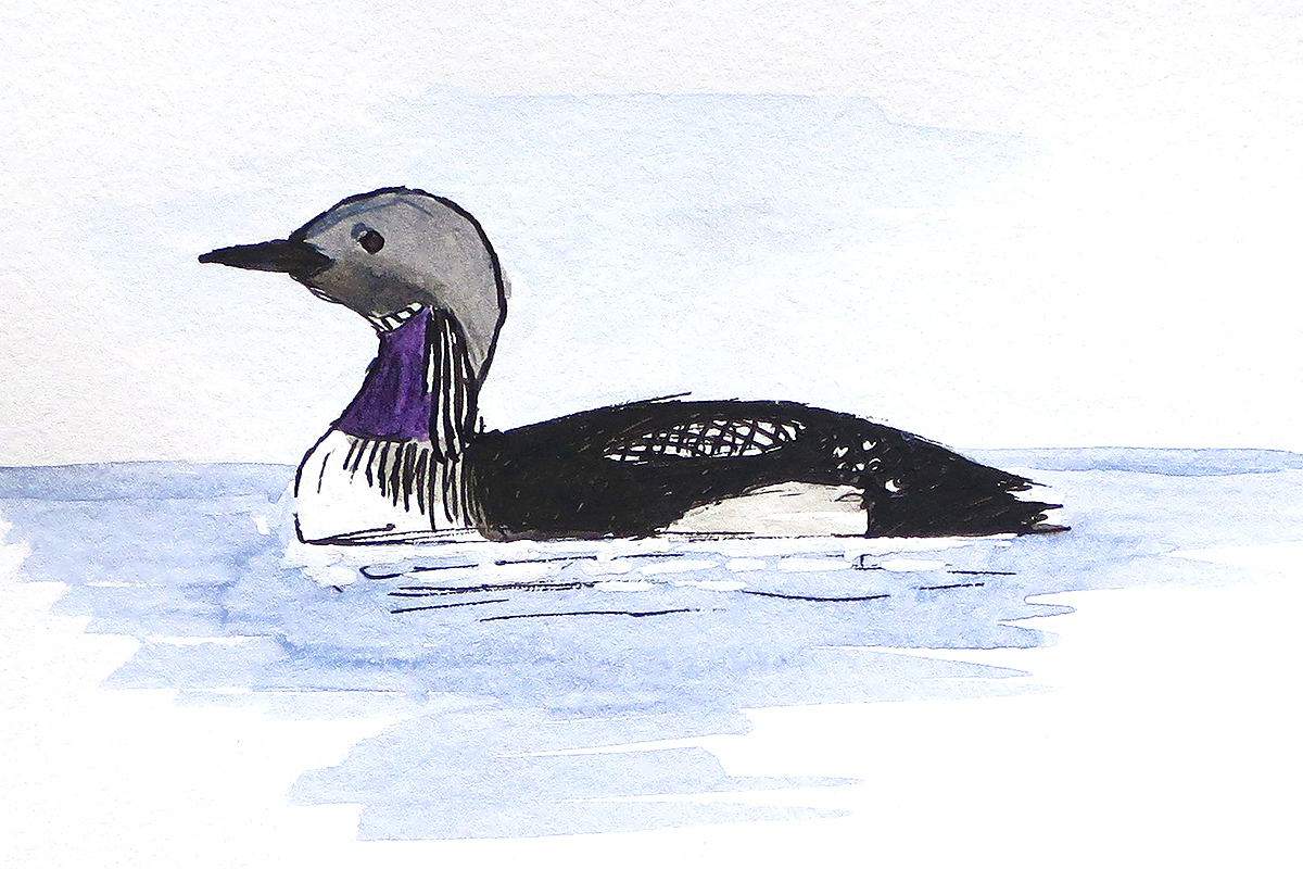 Black-throated Loon