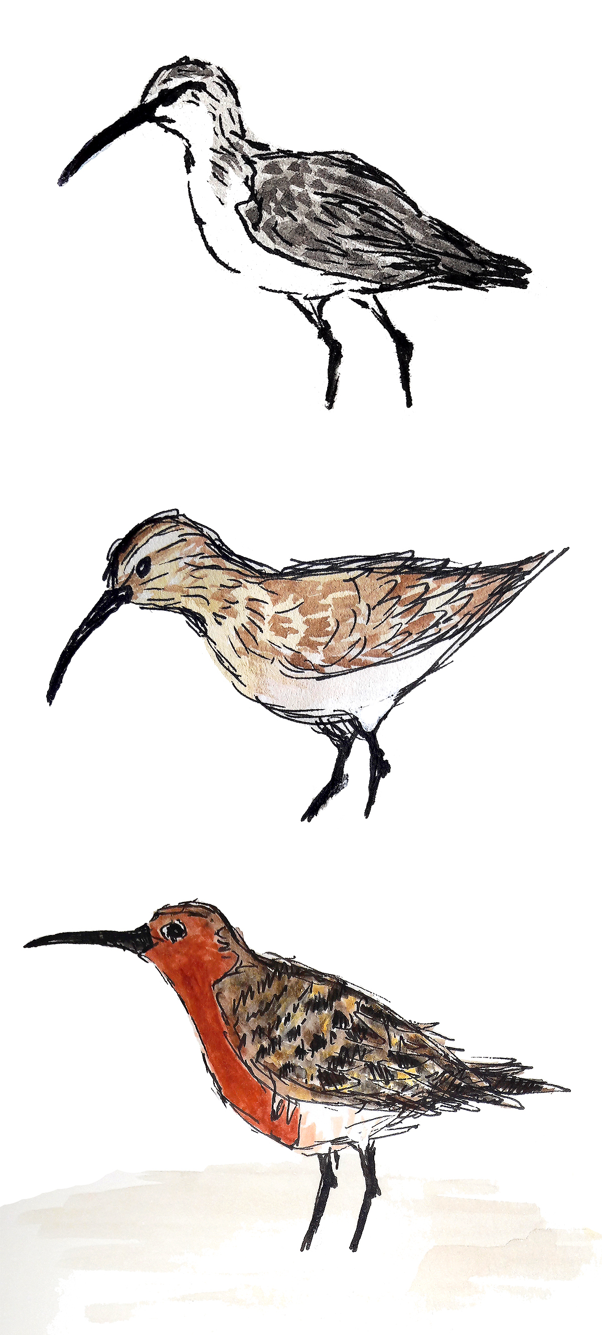 Curlew Sandpiper