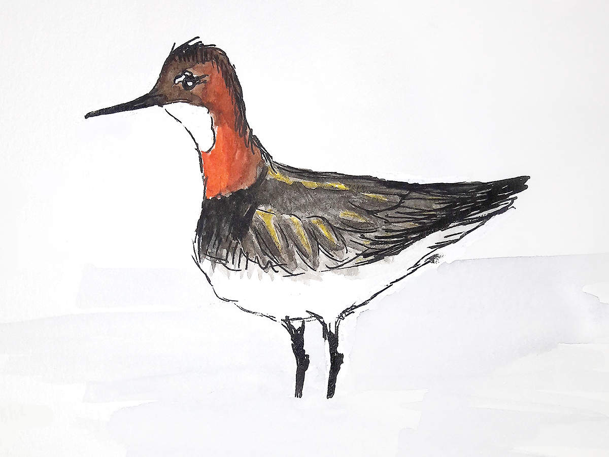 Red-necked Phalarope