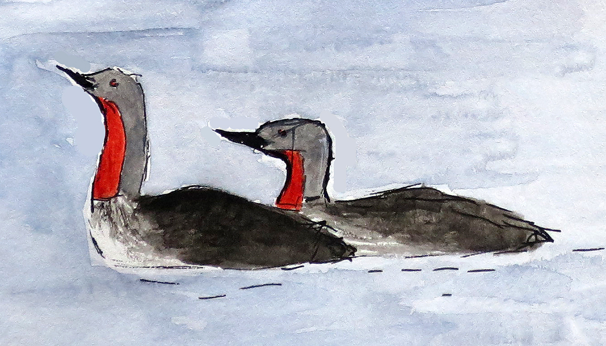 Red-throated Loon