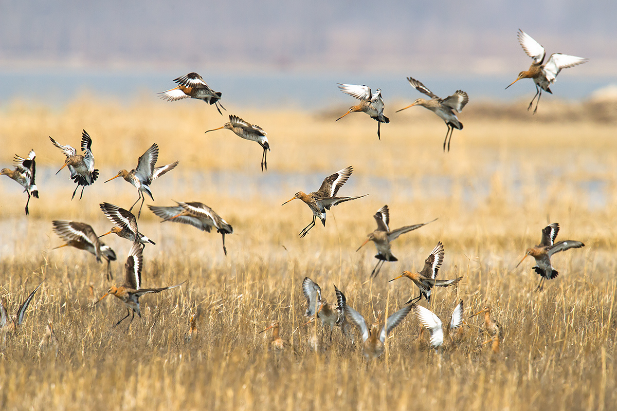 Black-tailed Godwit