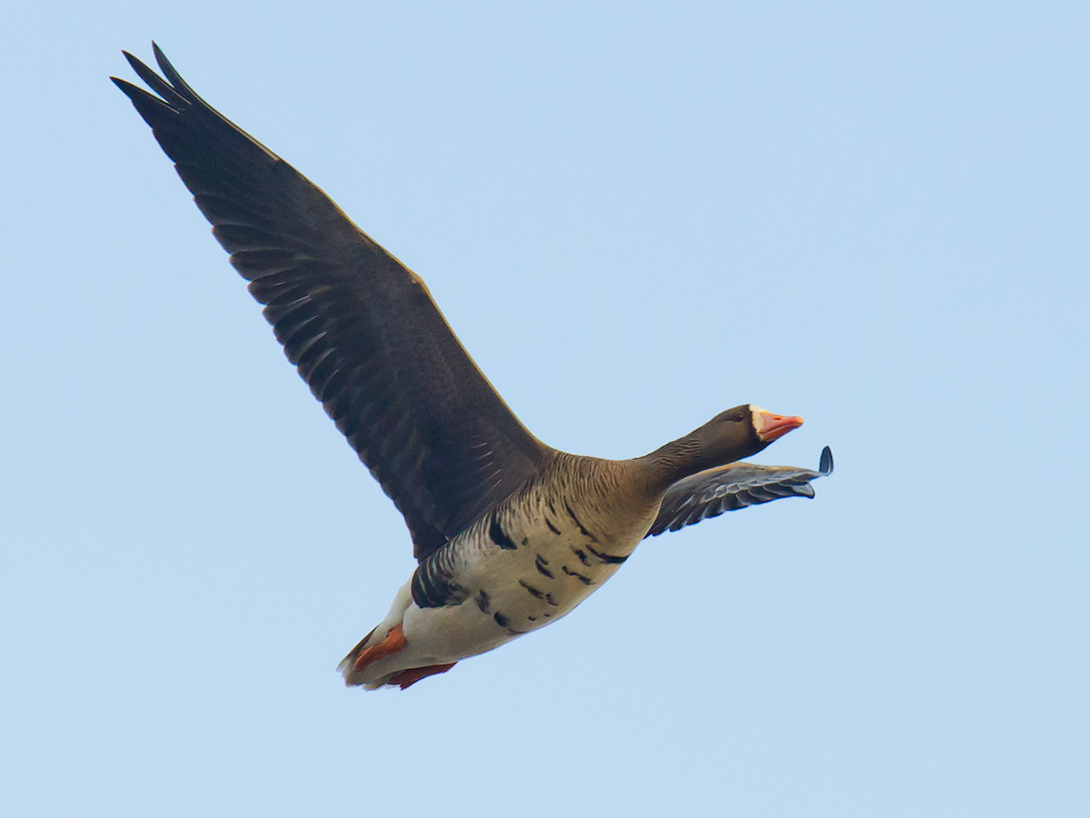 Greater White-fronted Goose