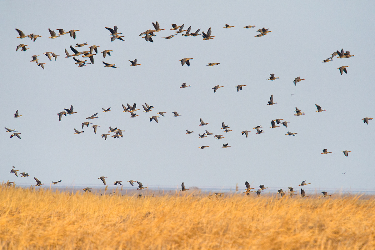 Bean and white-fronted geese