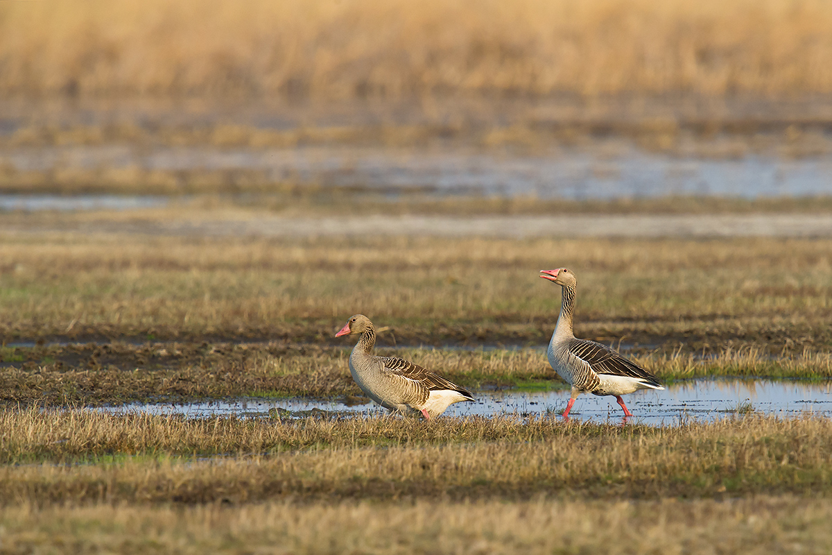 Greylag Goose