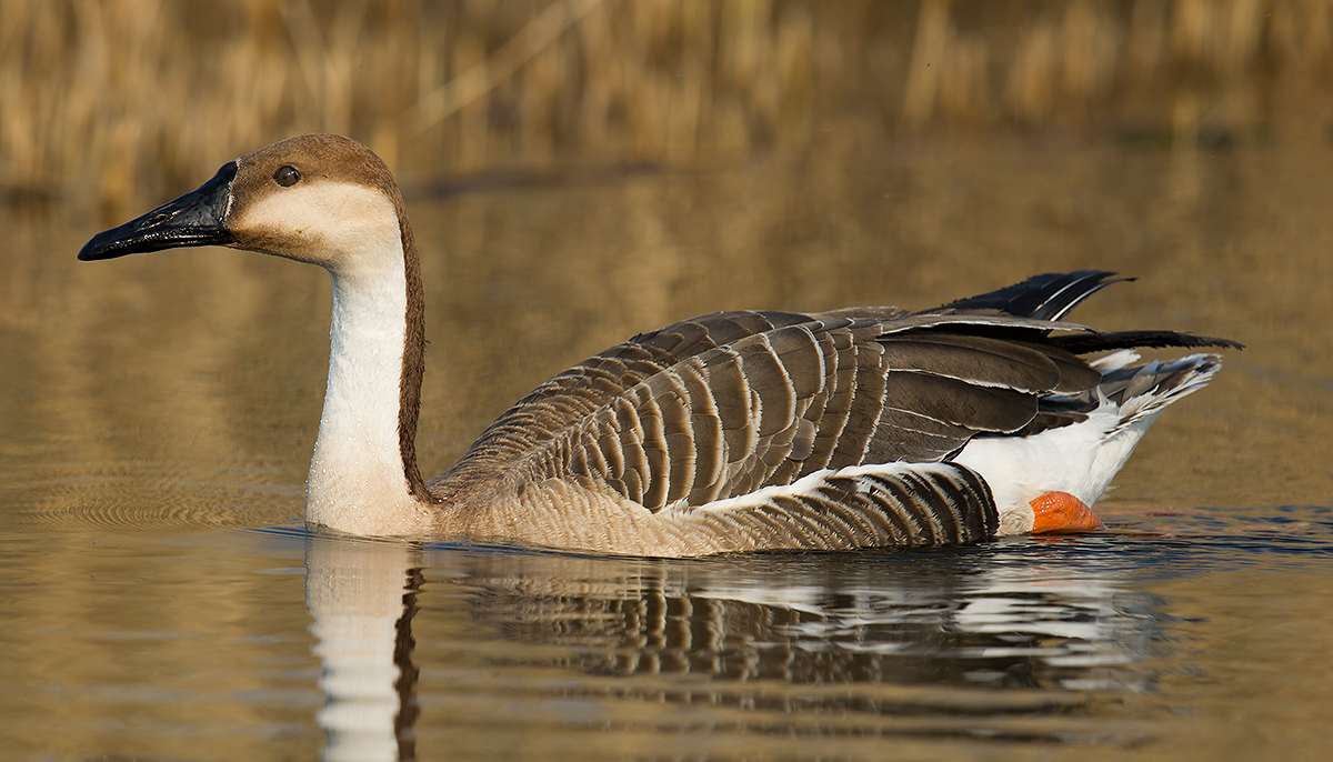 Swan Goose