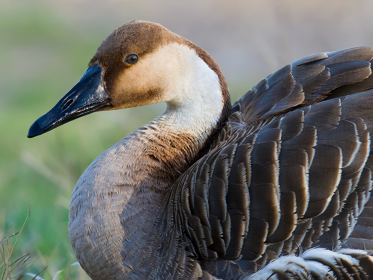 Swan Goose