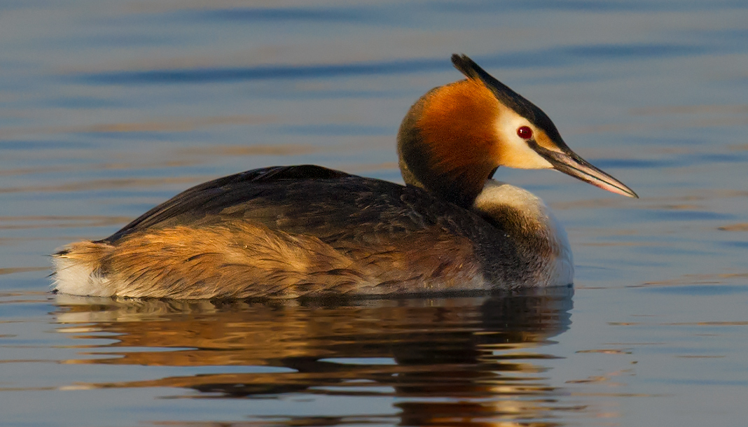 Great Crested Grebe