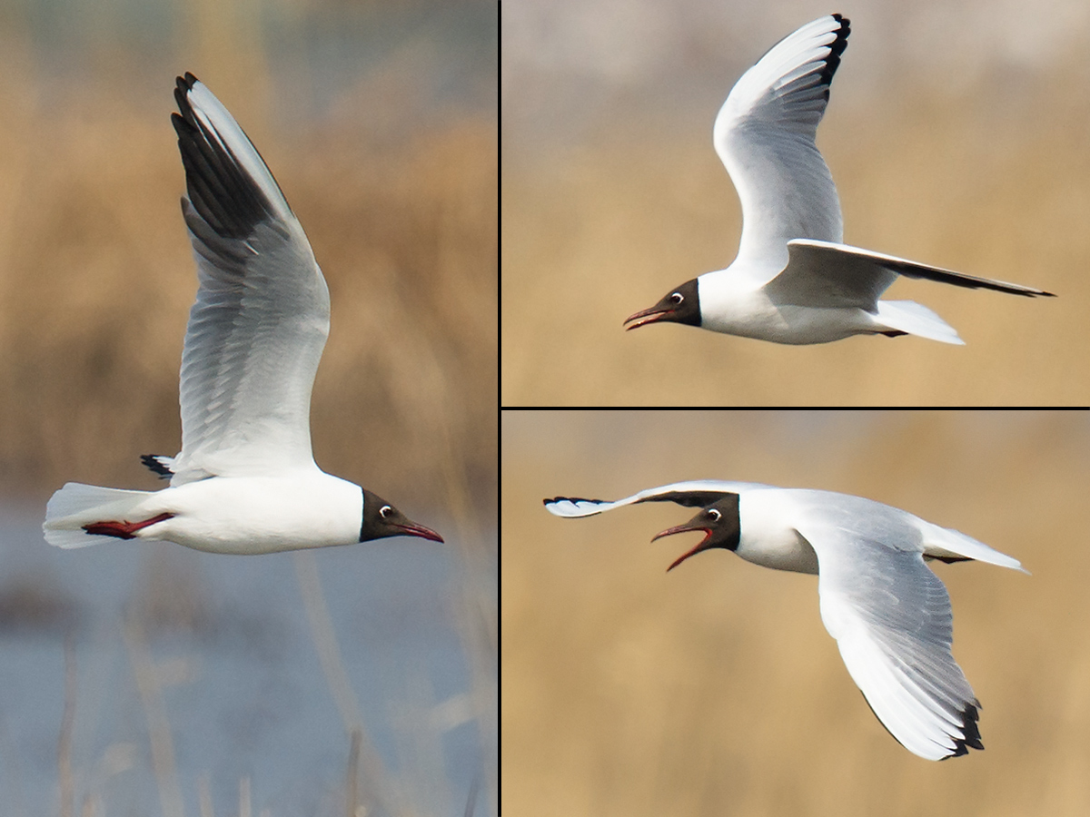 Black-headed Gull