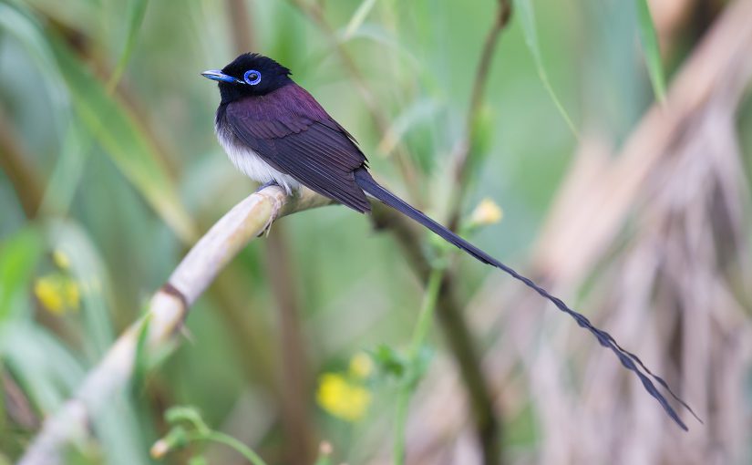 Japanese Paradise Flycatcher, Yangkou, Jiangsu, 2 May 2012, by Craig Brelsford.