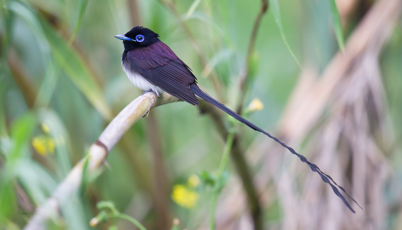 Japanese Paradise Flycatcher