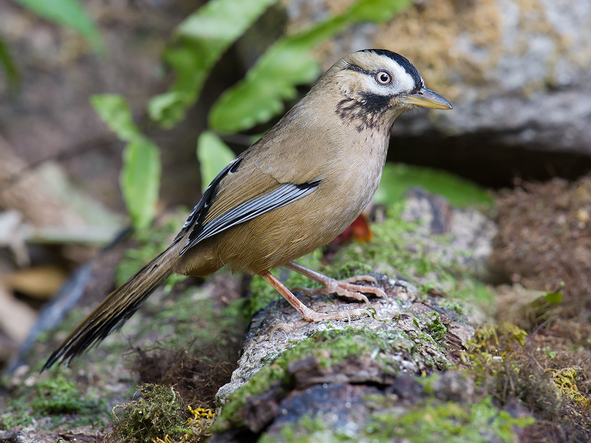 Moustached Laughingthrush