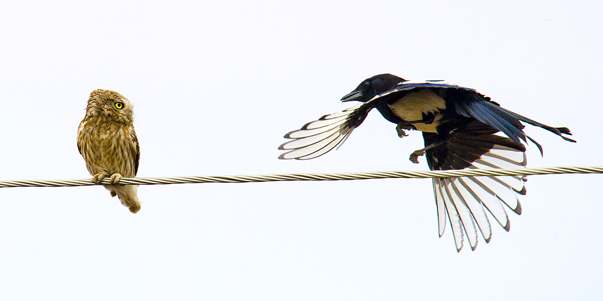 Little Owl mobbed by Oriental Magpie