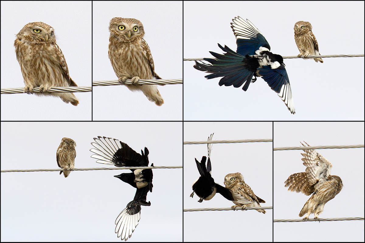 Little Owl mobbed by Eurasian Magpie