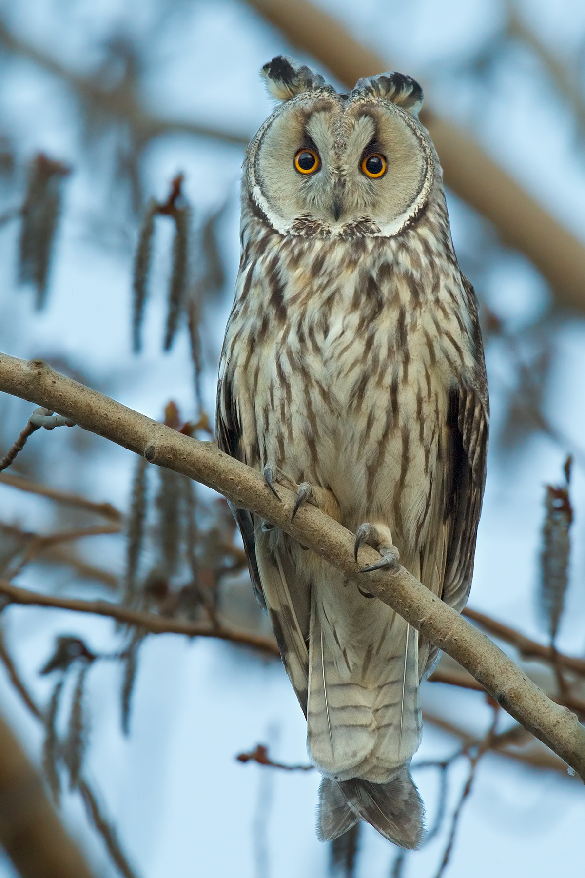 Long-eared Owl at dusk, 4 May 2013. (Craig Brelsford)