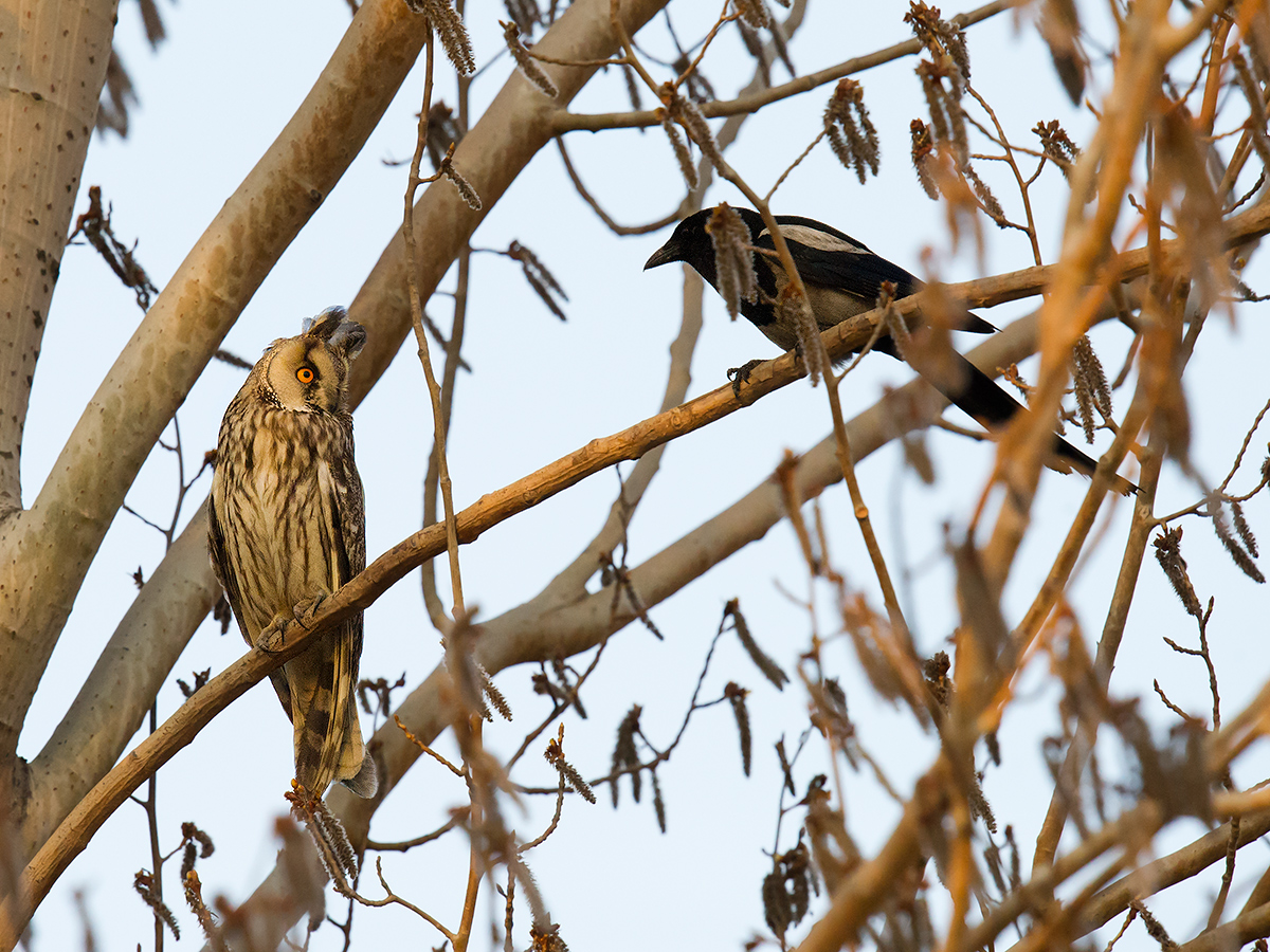 Long-eared Owl