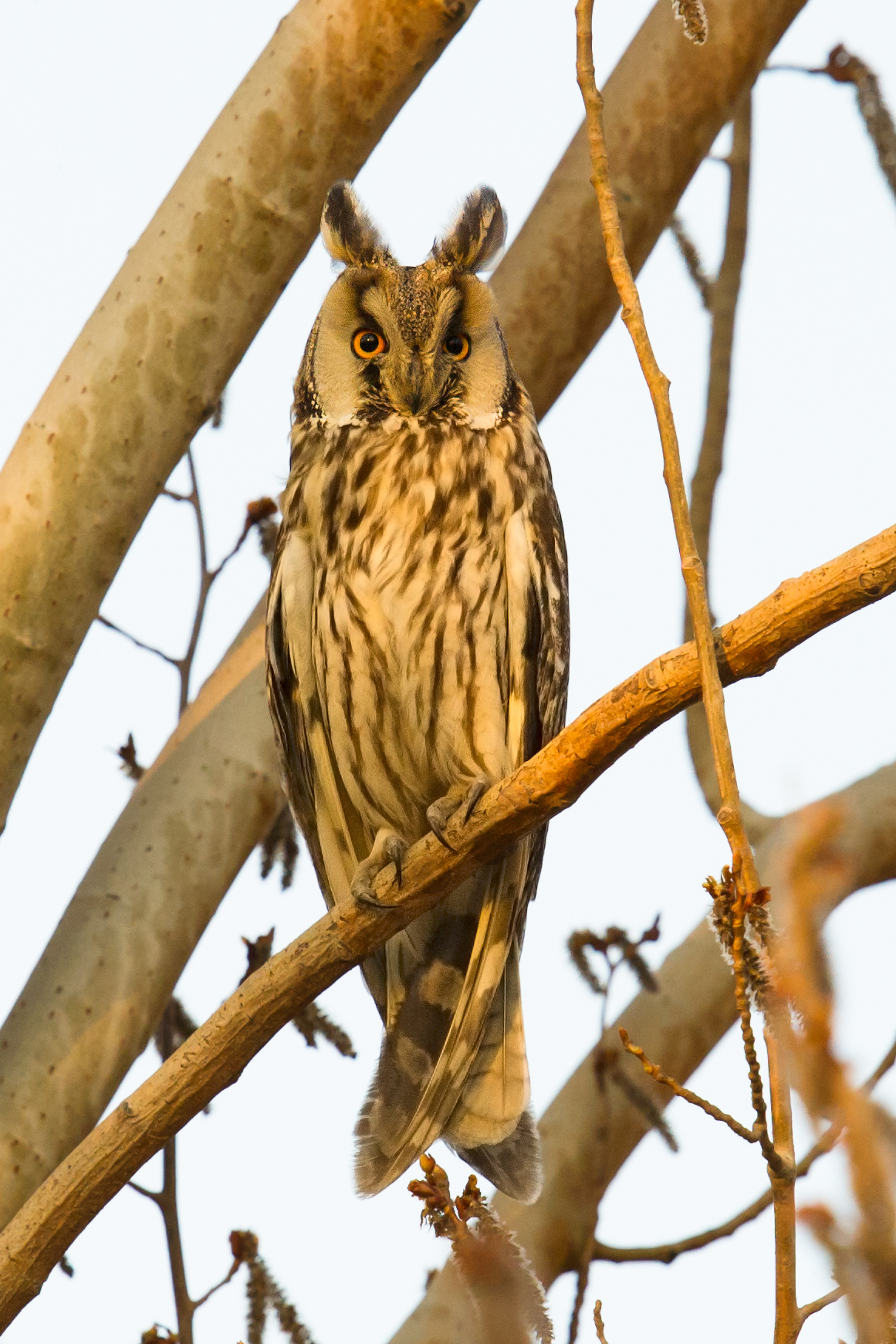 Long-eared Owl