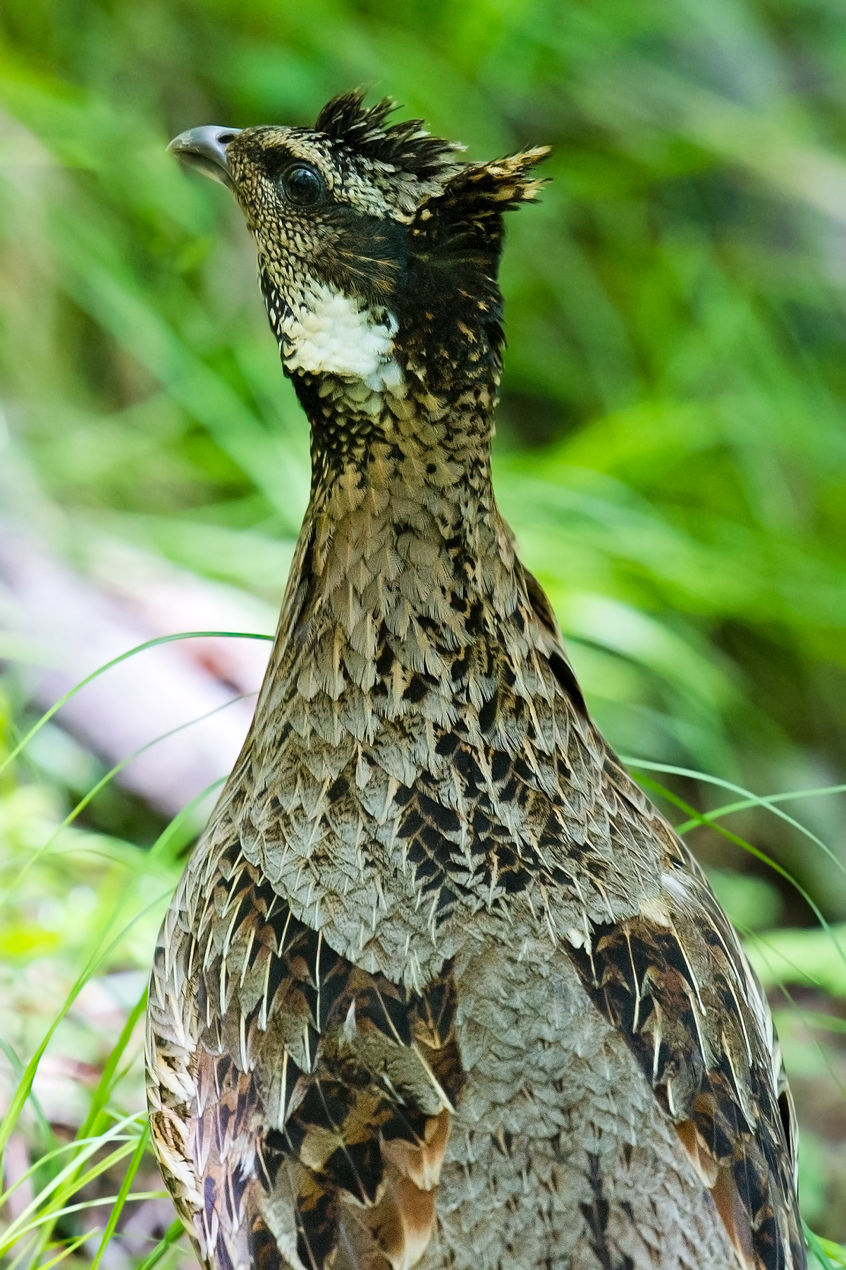 Koklass Pheasant