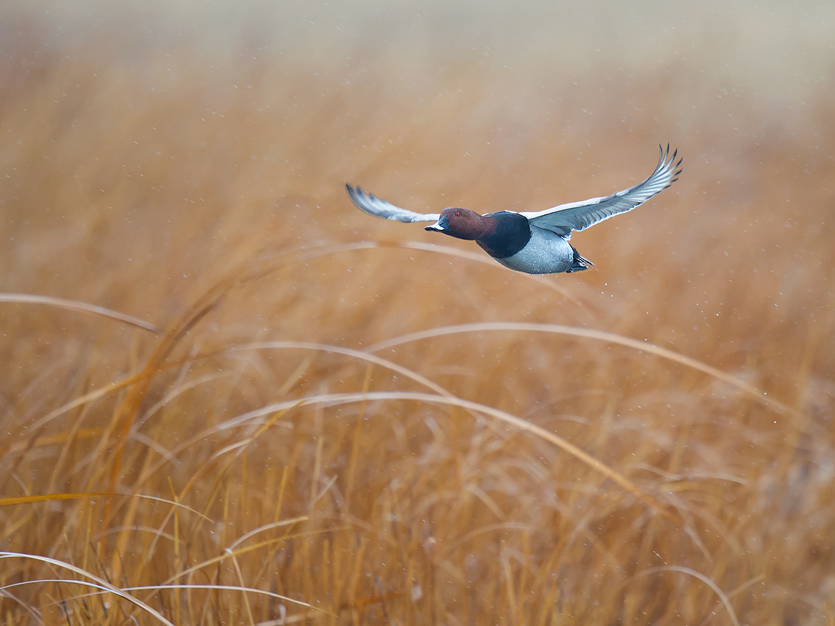 Common Pochard