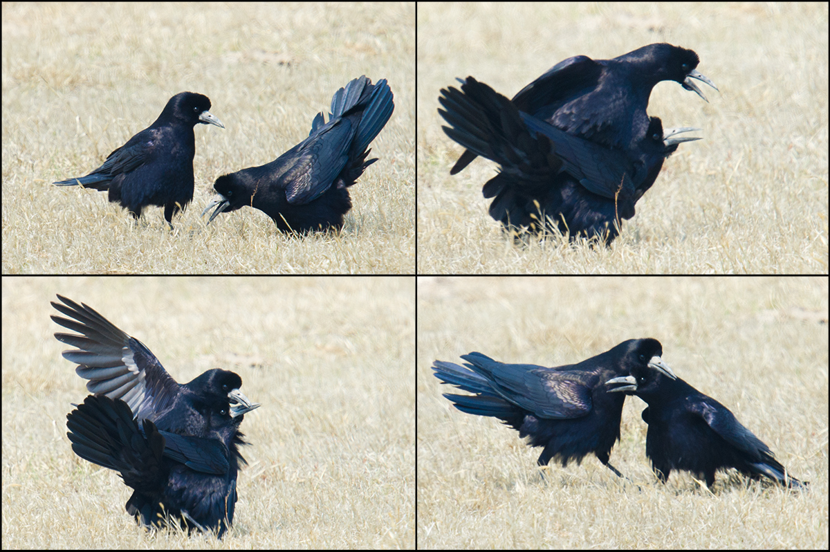 Mating Rook