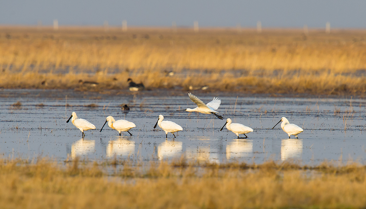 Eurasian Spoonbill