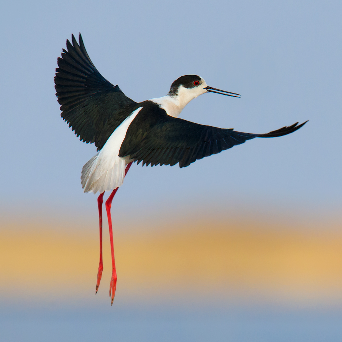 Black-winged Stilt