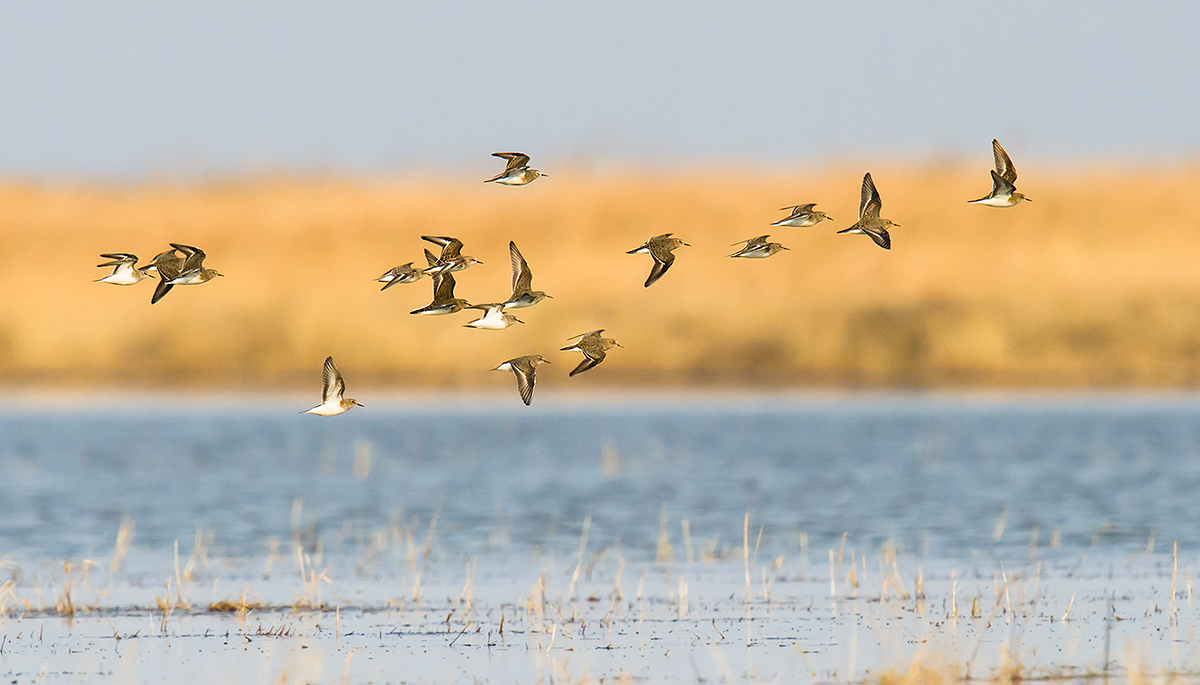 Temminck's Stint