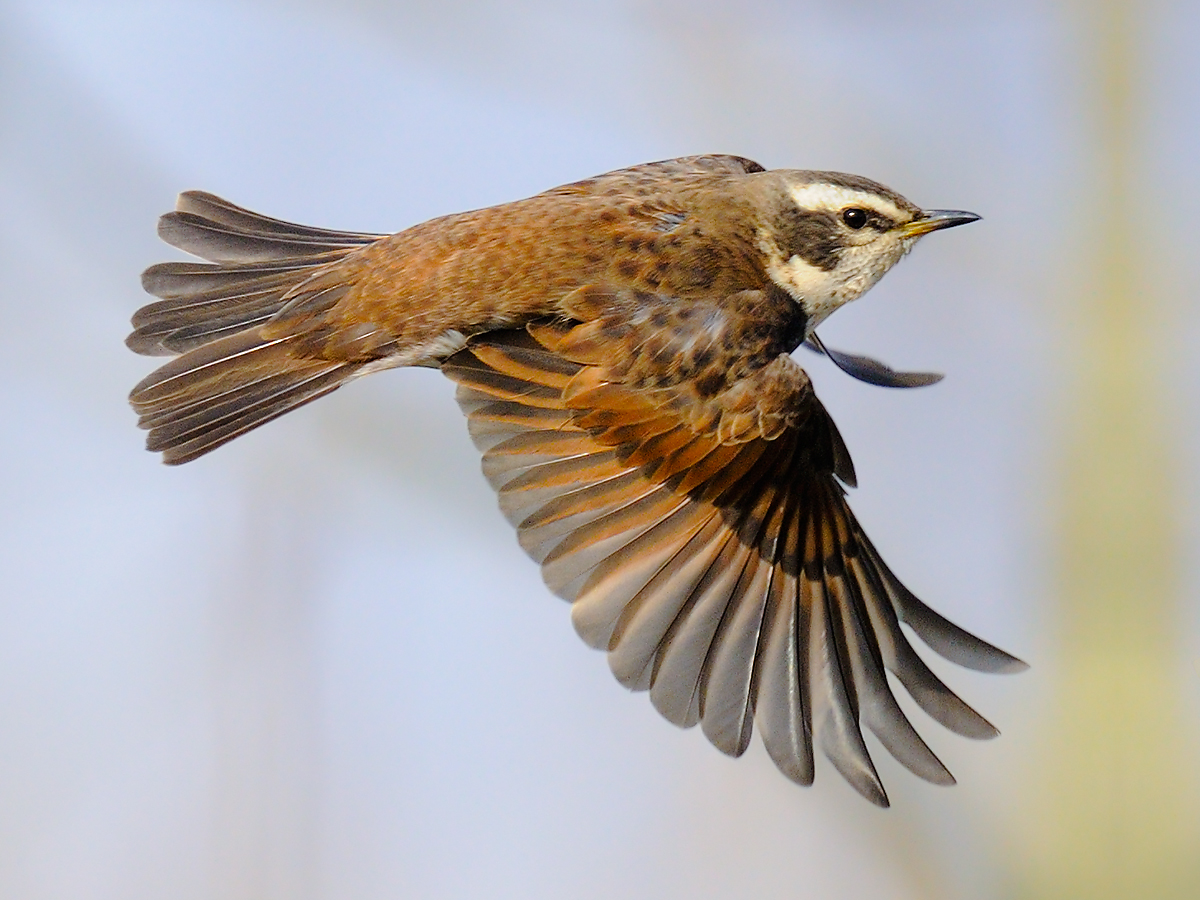 Dusky Thrush