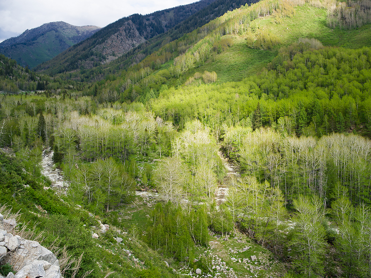 Altai Mountains