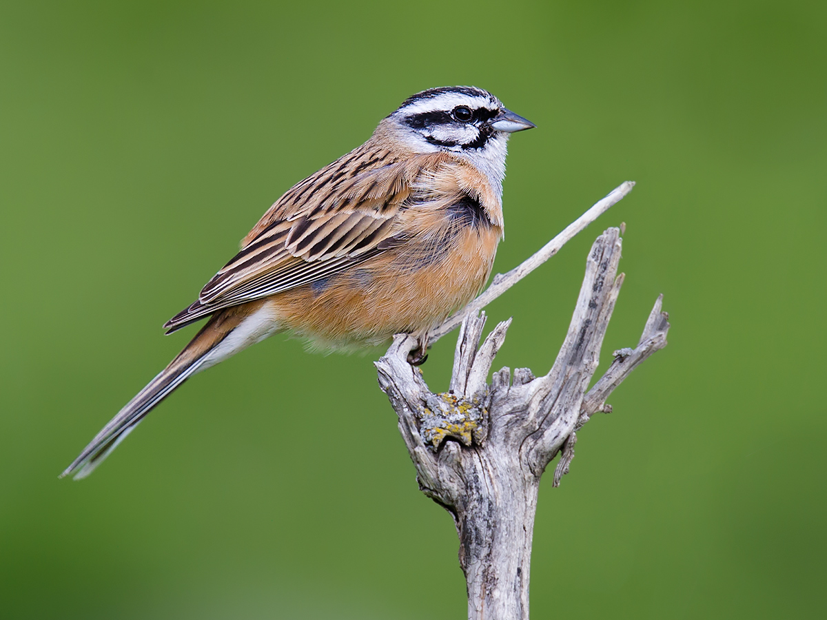 Rock Bunting