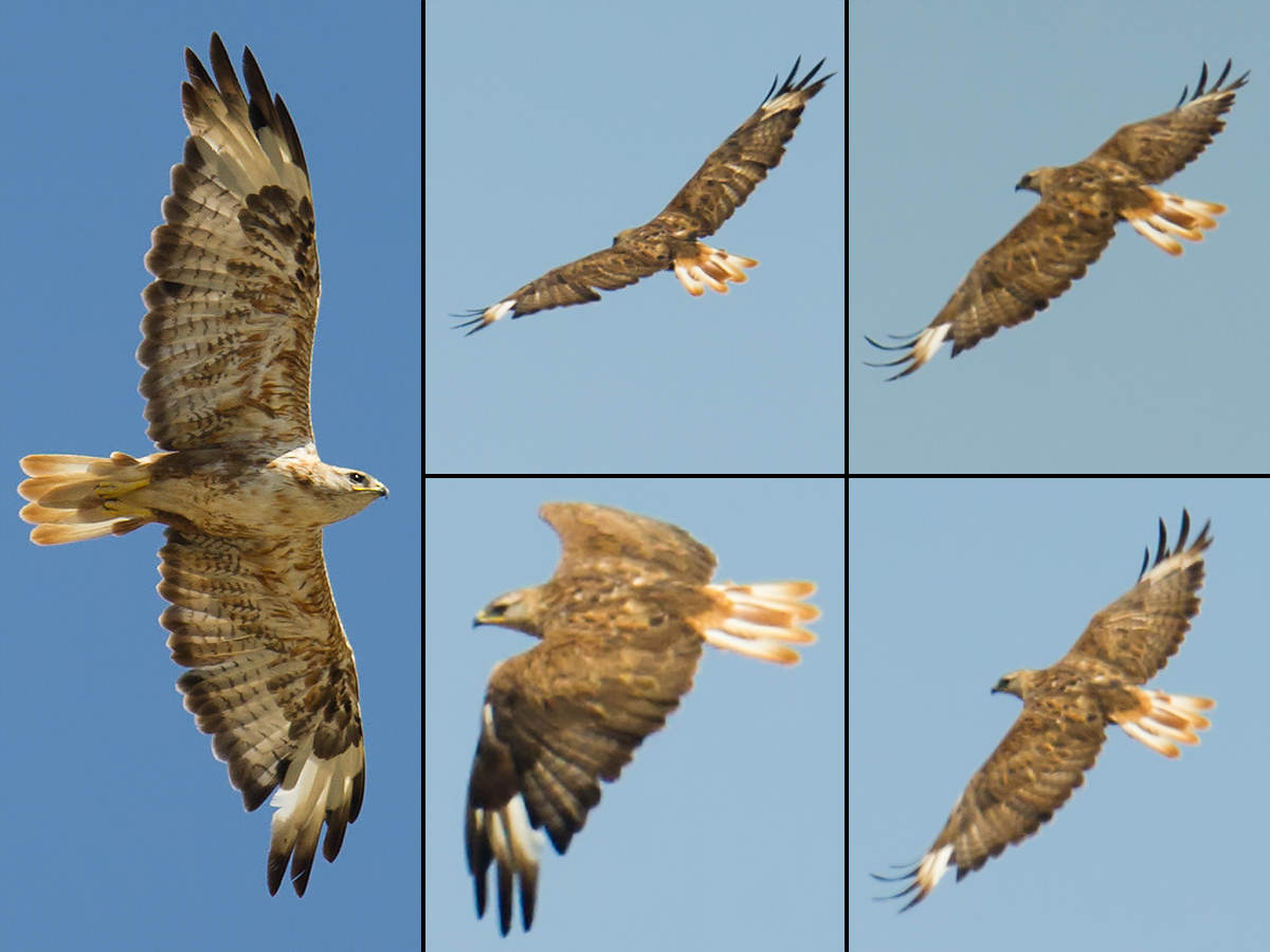 Long-legged Buzzard