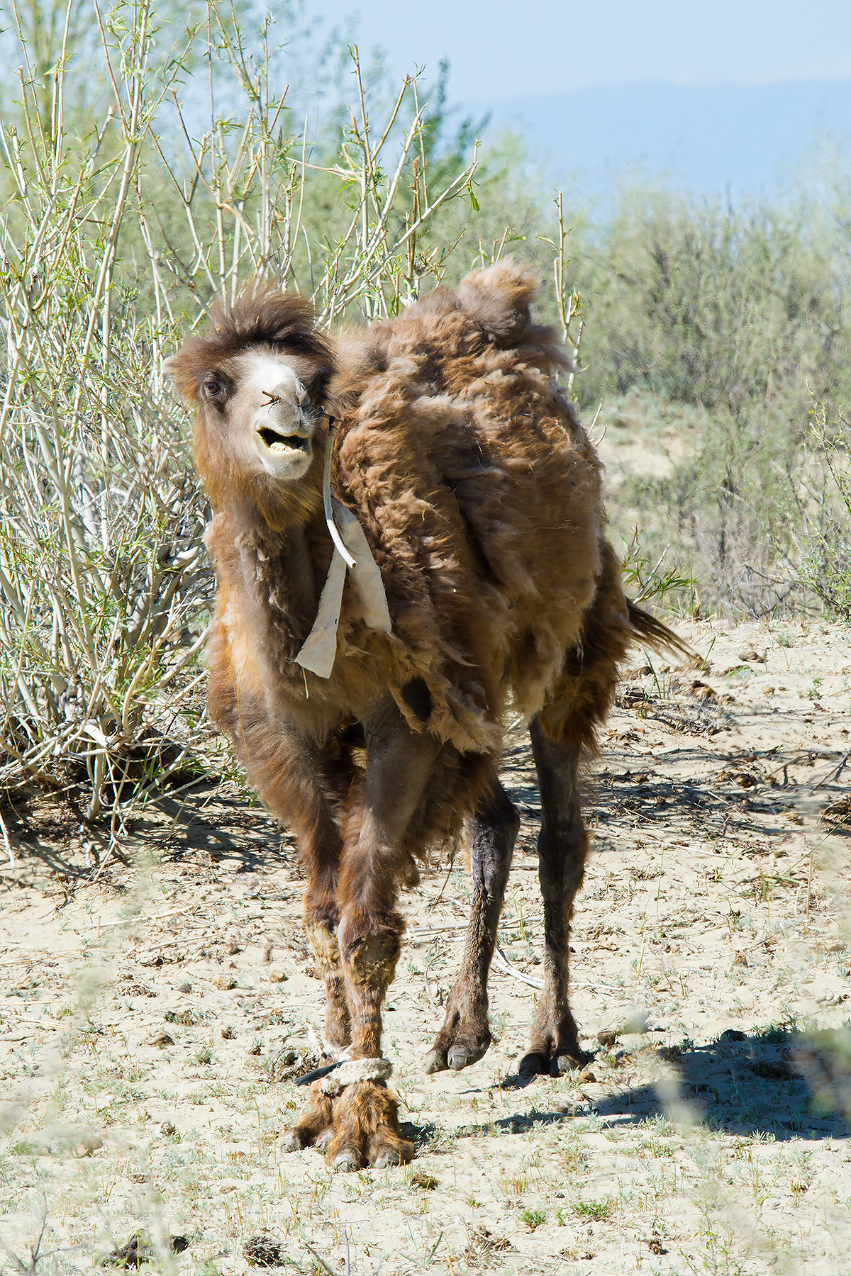 Bactrian Camel