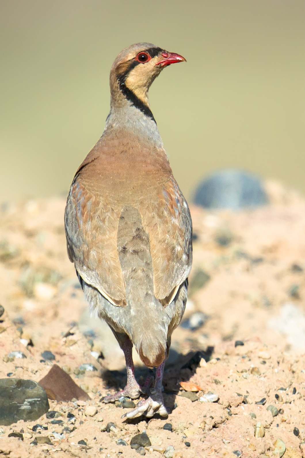 Chukar Partridge