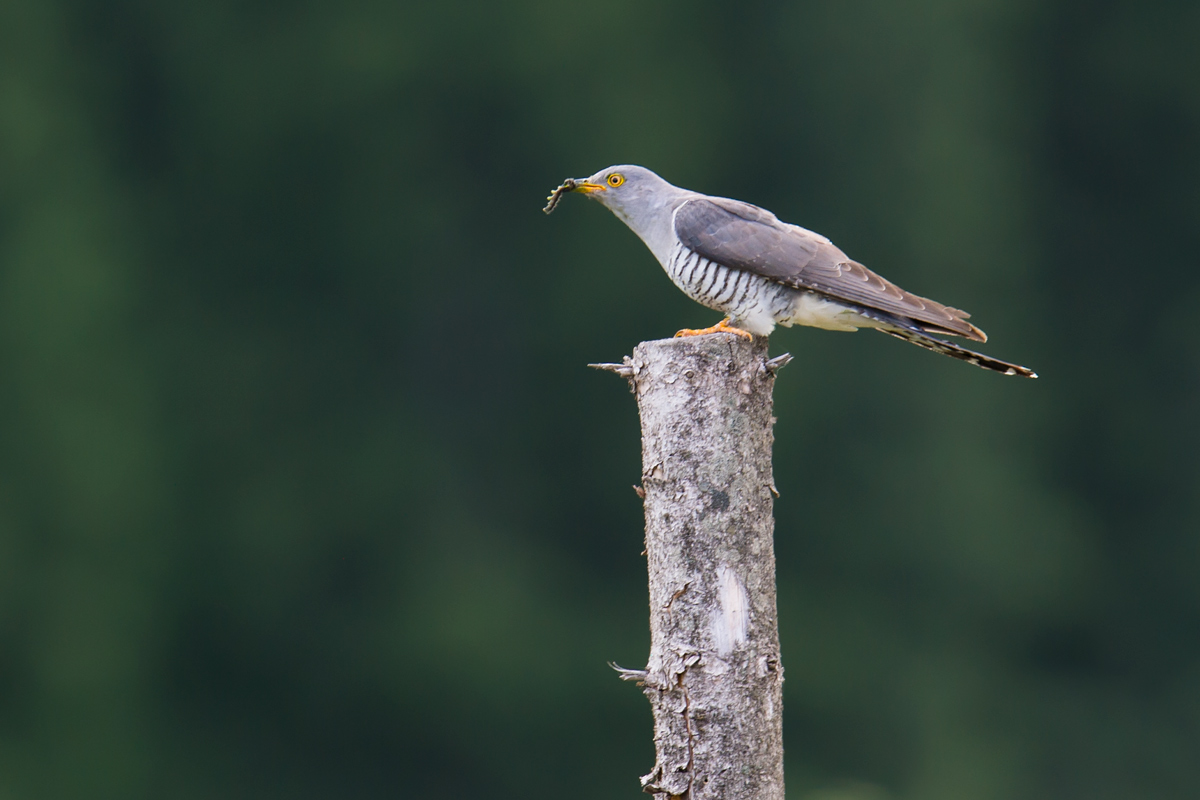 Common Cuckoo